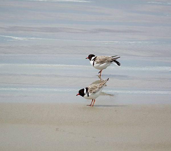 Hooded Plover